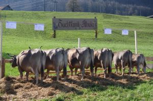 3ZF Albula A76 Rohrer Andr Jfanggasse 5 Fleli-Ranft